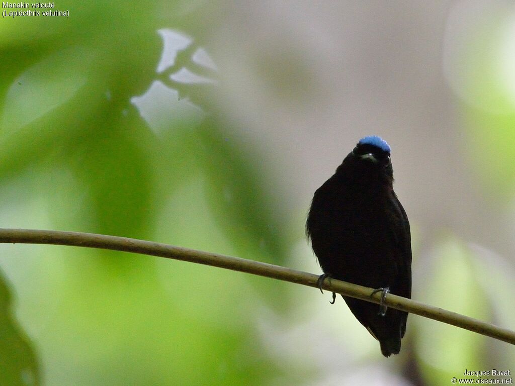 Manakin veloutéadulte