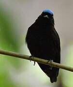 Velvety Manakin