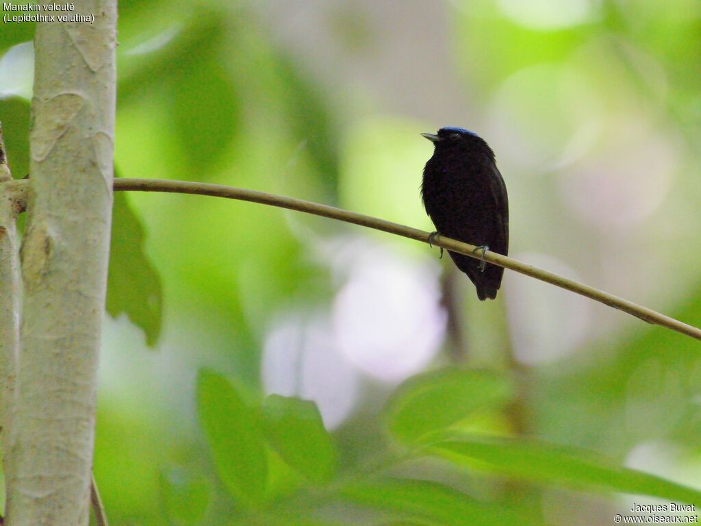 Manakin veloutéadulte