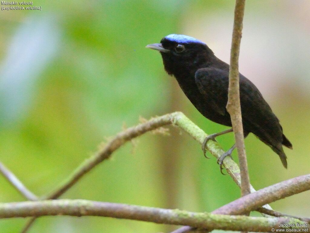 Velvety Manakin male adult, identification