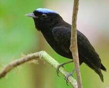 Velvety Manakin