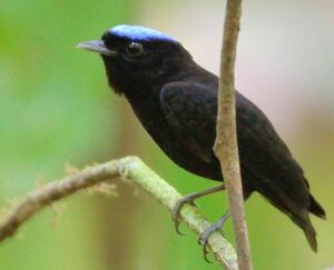 Manakin velouté