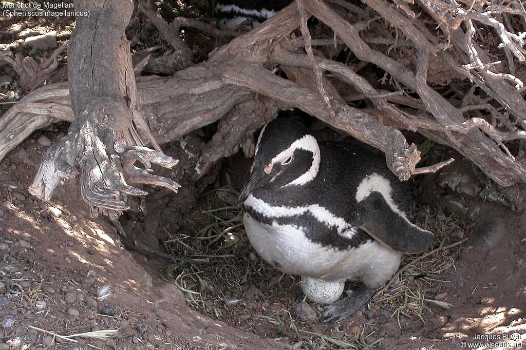 Magellanic Penguin