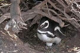 Magellanic Penguin