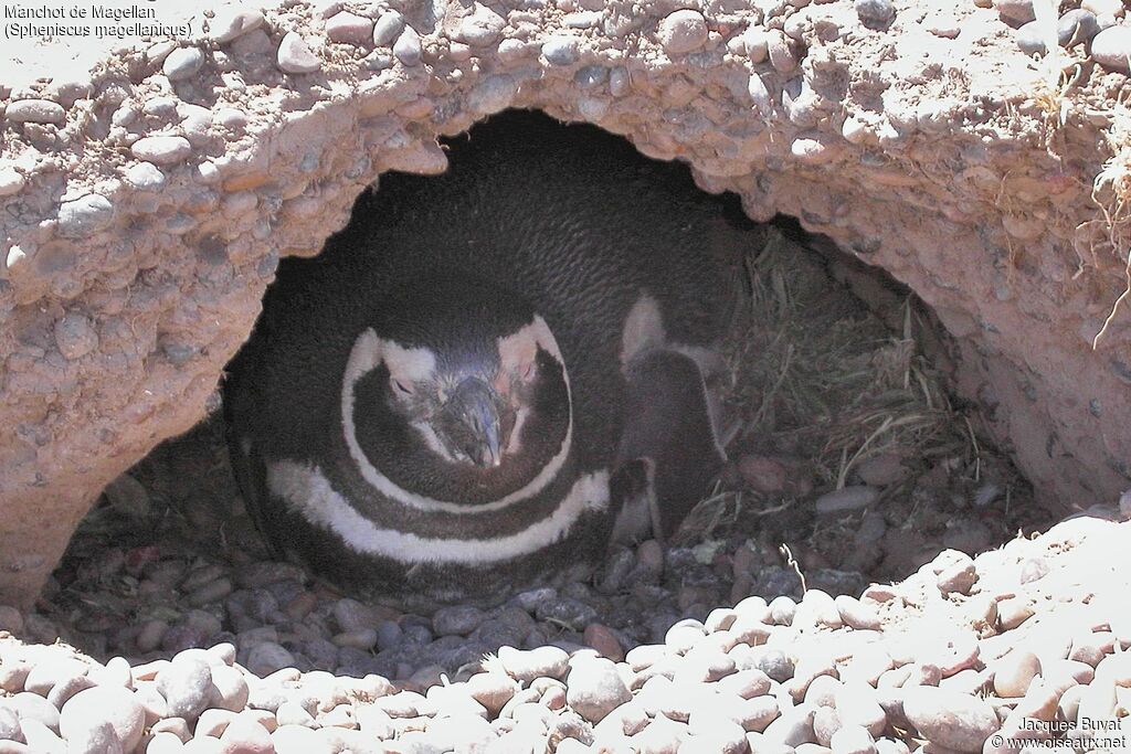 Magellanic Penguin