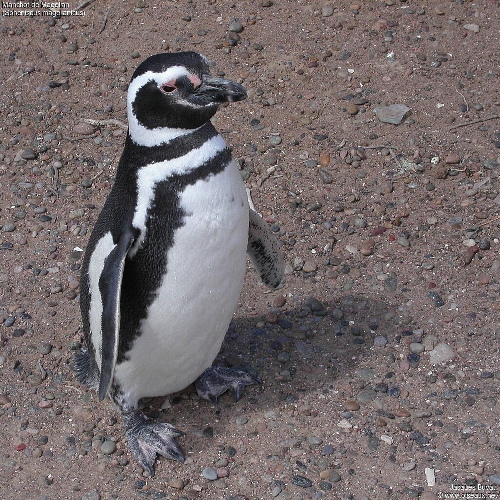 Magellanic Penguinadult