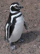 Magellanic Penguin