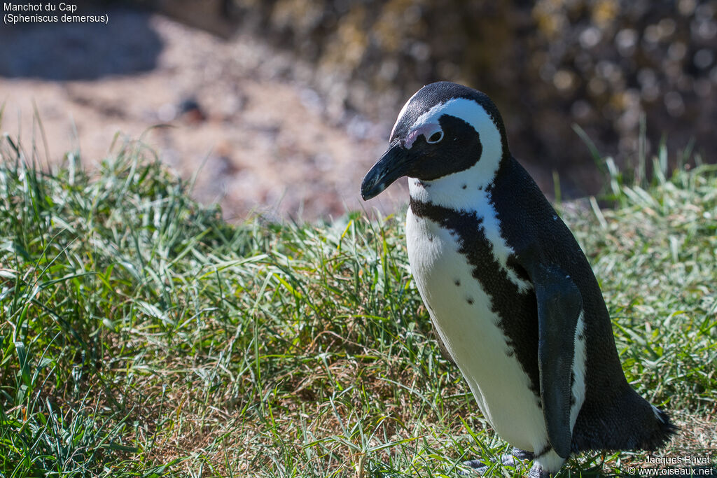 African Penguinadult