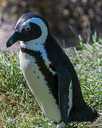 African Penguin