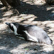 African Penguin