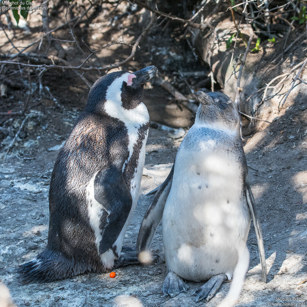 African Penguin