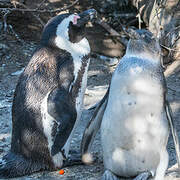 African Penguin