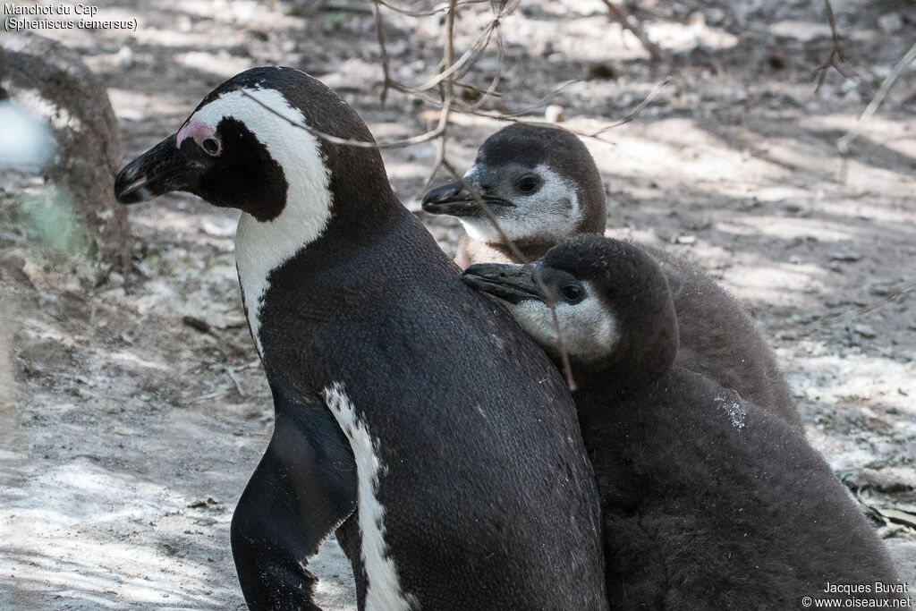 African Penguin