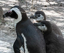 African Penguin