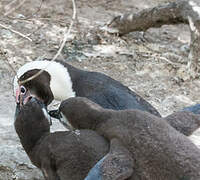 African Penguin