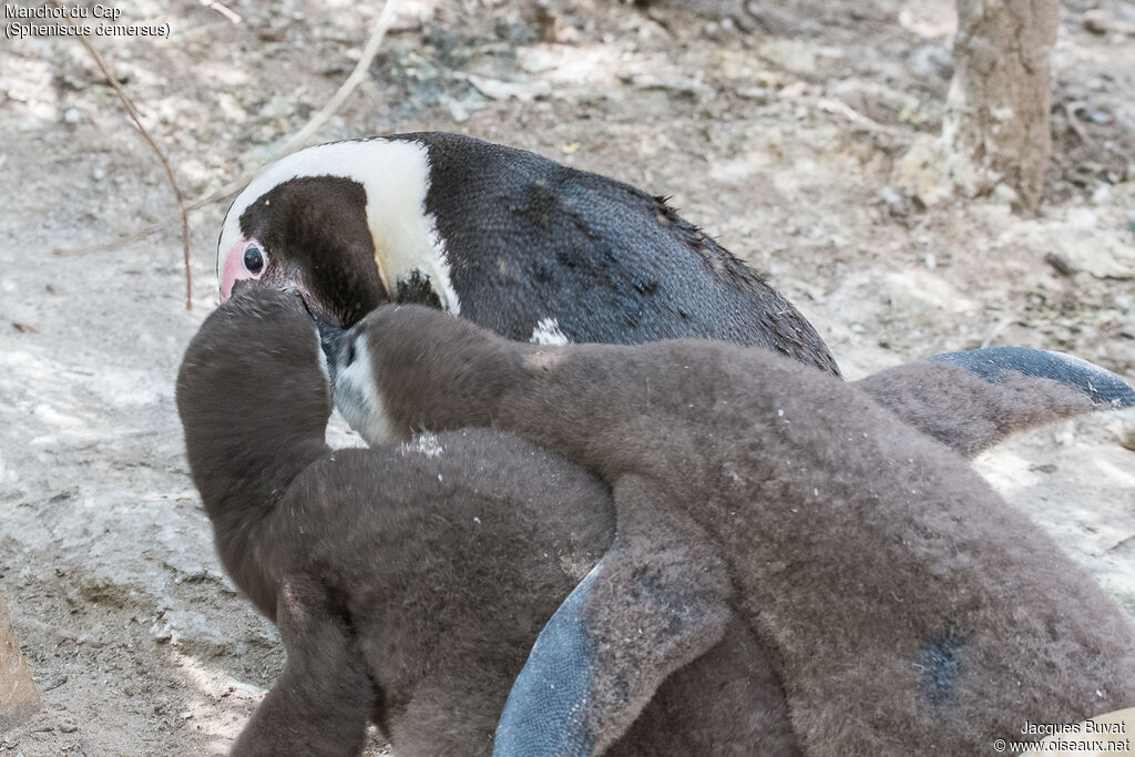 African Penguin