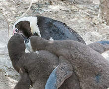 African Penguin