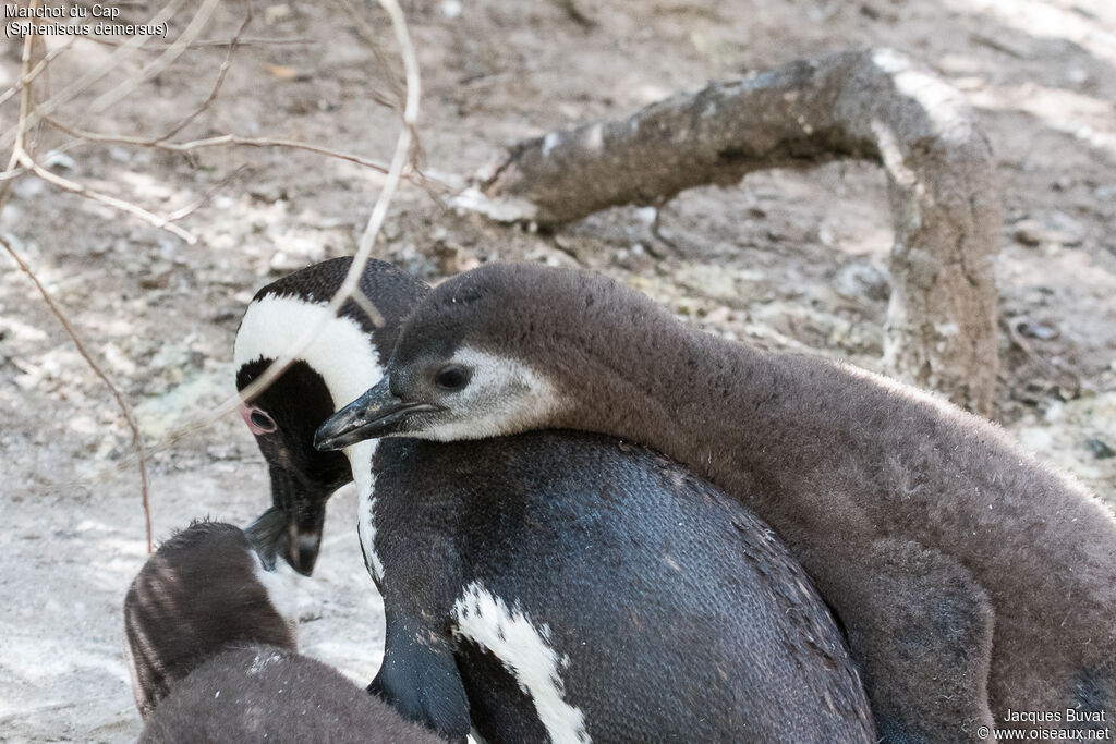 African Penguin