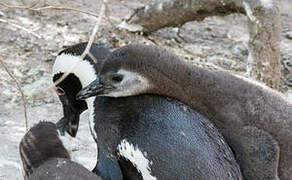 African Penguin