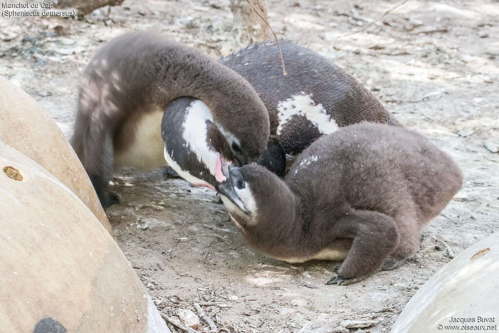 African Penguin