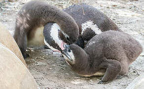 African Penguin