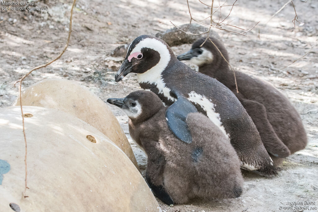 African Penguin