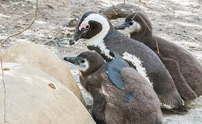 African Penguin