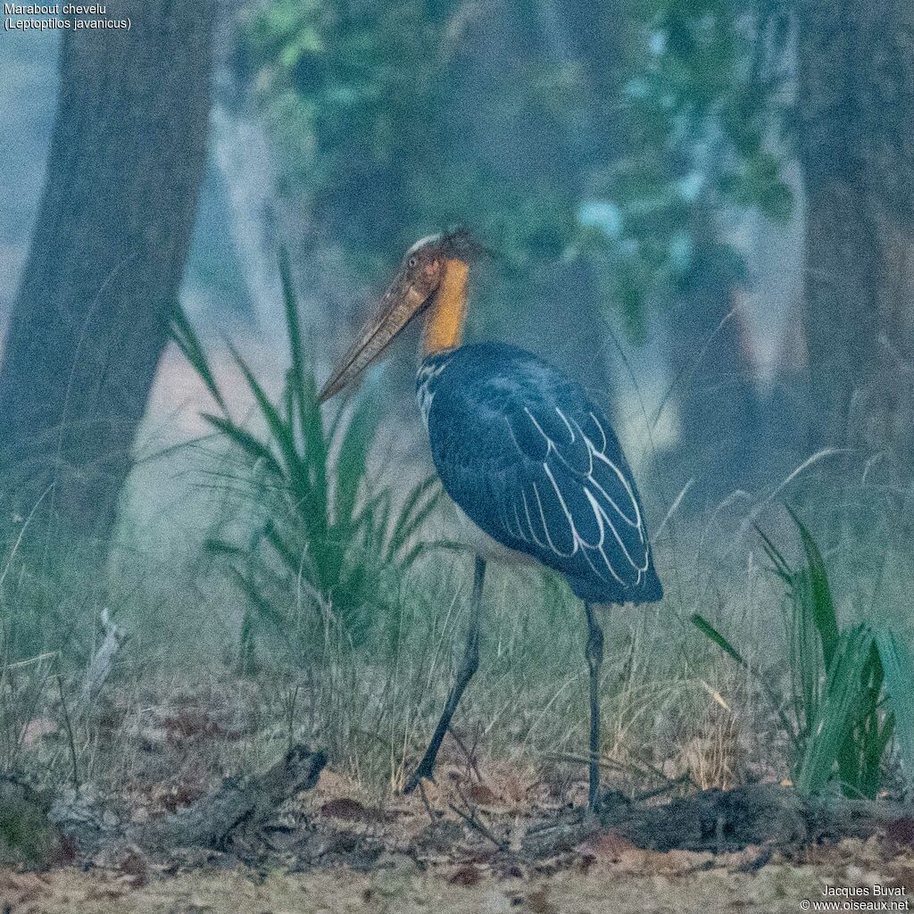 Lesser Adjutantadult post breeding, identification, aspect, pigmentation, walking