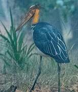 Lesser Adjutant