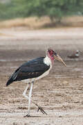 Marabou Stork