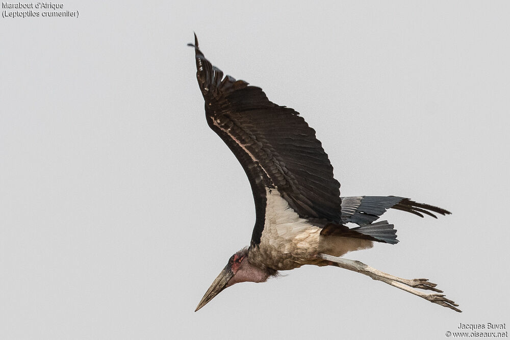 Marabou Storkadult post breeding