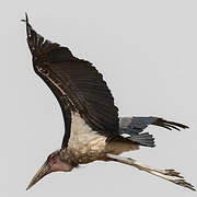 Marabou Stork