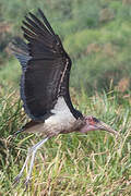 Marabou Stork