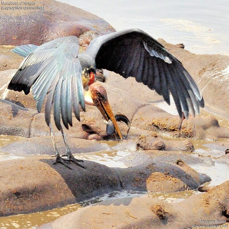 Marabou Stork, aspect, pigmentation, fishing/hunting, eats
