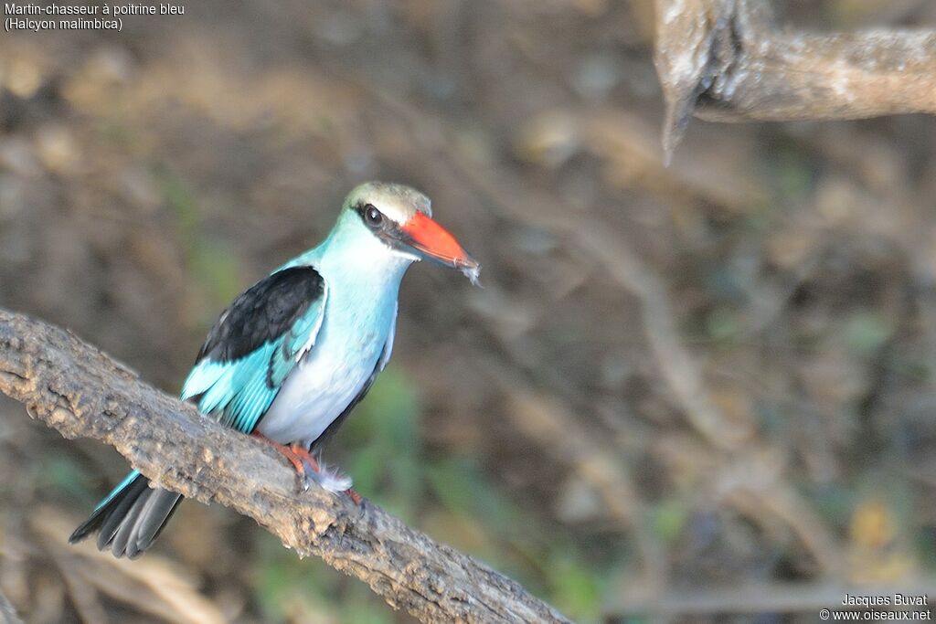 Blue-breasted Kingfisheradult