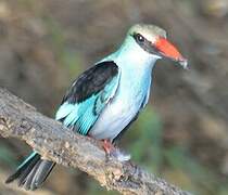 Blue-breasted Kingfisher