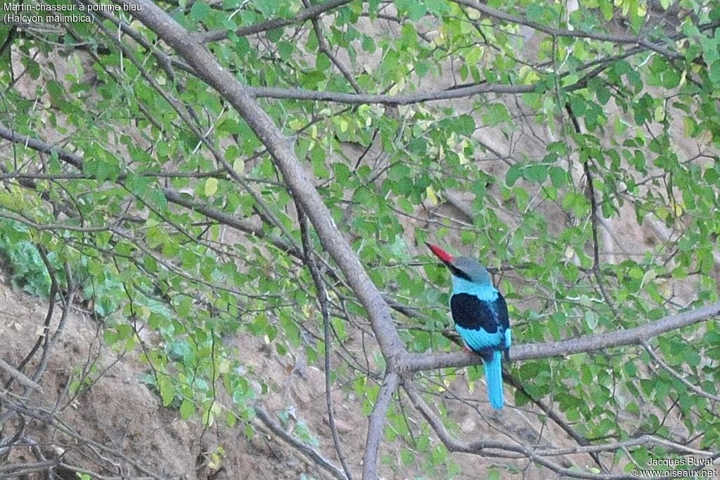 Blue-breasted Kingfisheradult