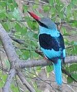 Blue-breasted Kingfisher