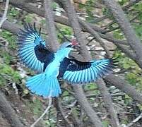 Blue-breasted Kingfisher