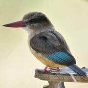 Brown-hooded Kingfisher