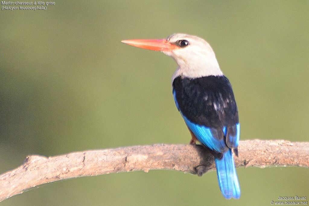 Grey-headed Kingfisheradult