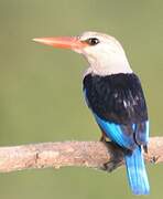 Grey-headed Kingfisher