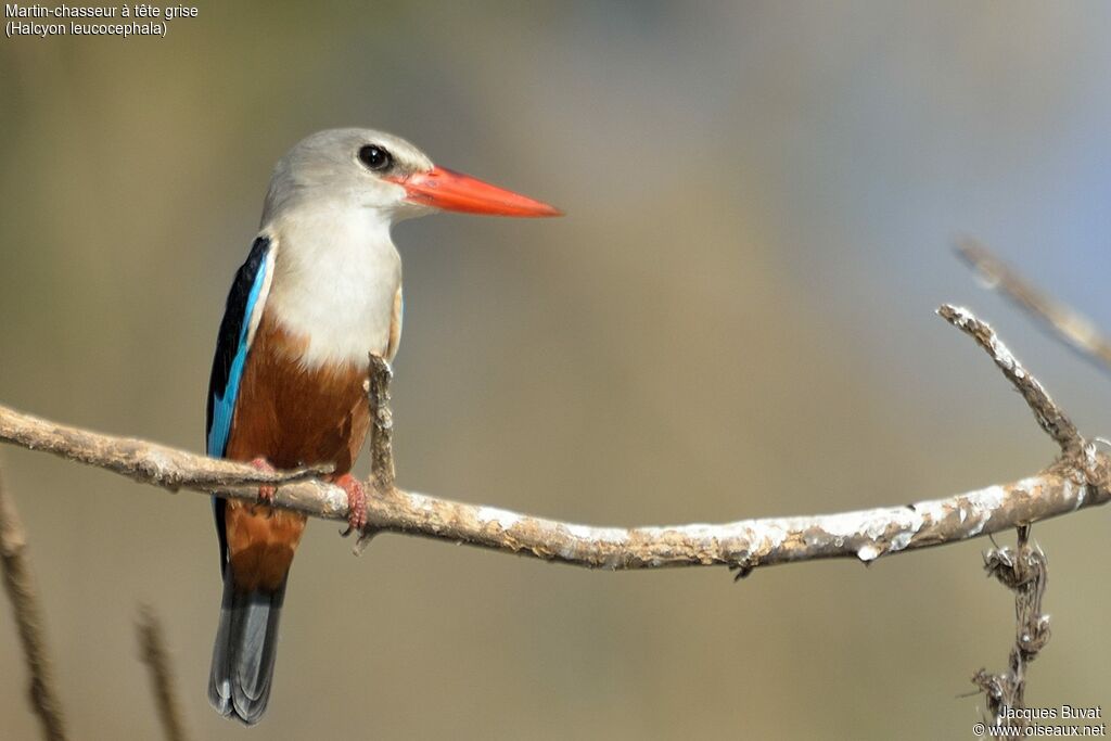 Grey-headed Kingfisheradult