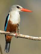 Grey-headed Kingfisher