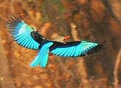 Grey-headed Kingfisher