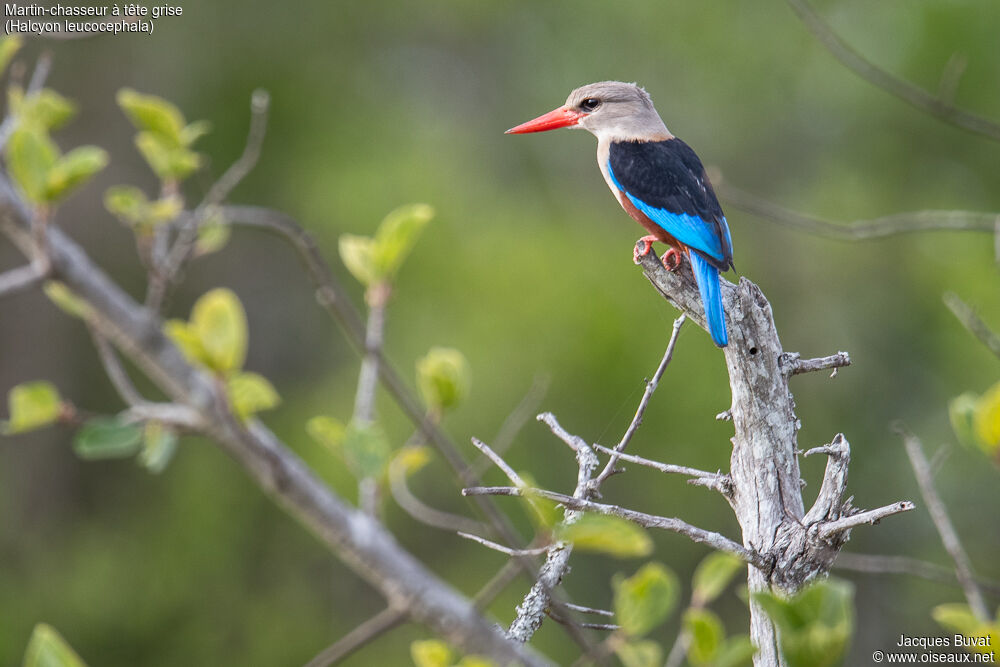 Grey-headed Kingfisheradult