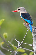 Grey-headed Kingfisher