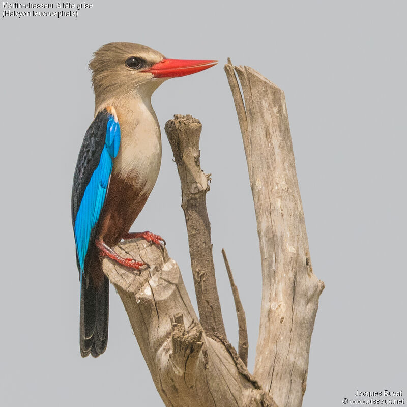 Grey-headed Kingfisher male adult breeding, close-up portrait, aspect, pigmentation