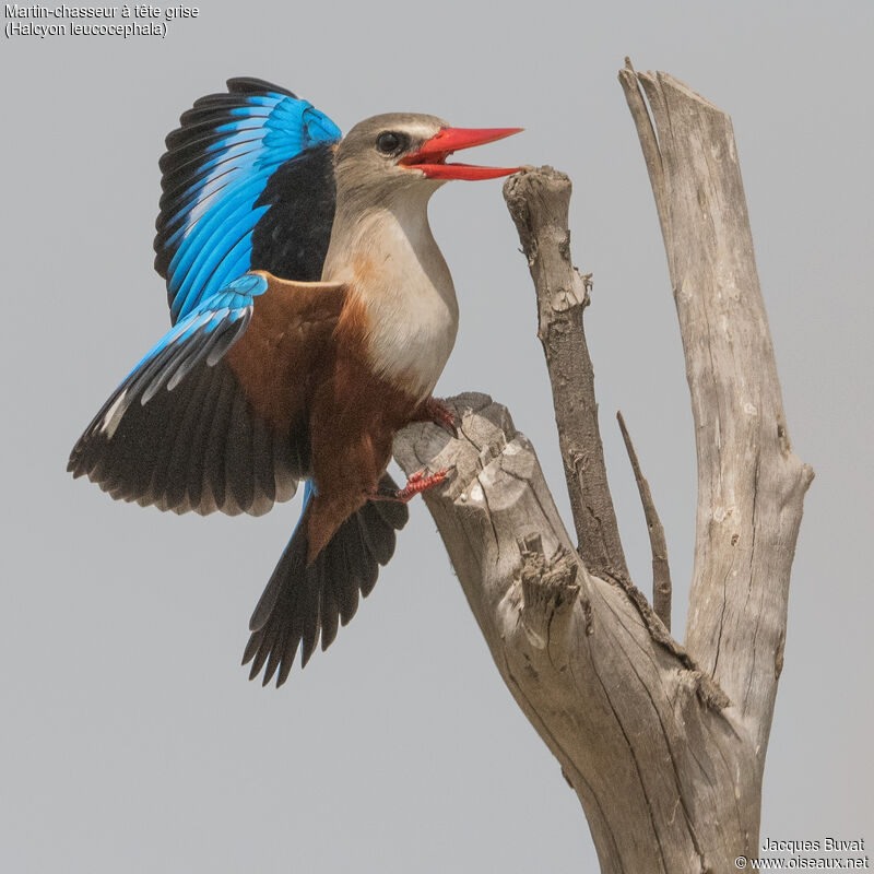 Grey-headed Kingfisher, identification, aspect, pigmentation, courting display, song
