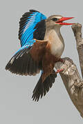 Grey-headed Kingfisher